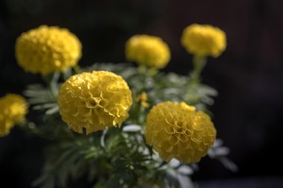 5C4A0063