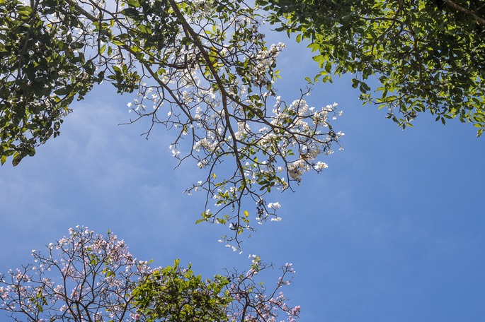 5C4A0607