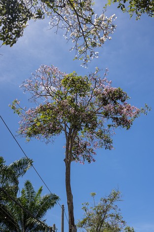 5C4A0611