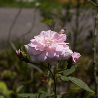 5C4A6650