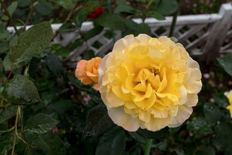  MG 8898
