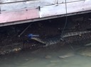 croco