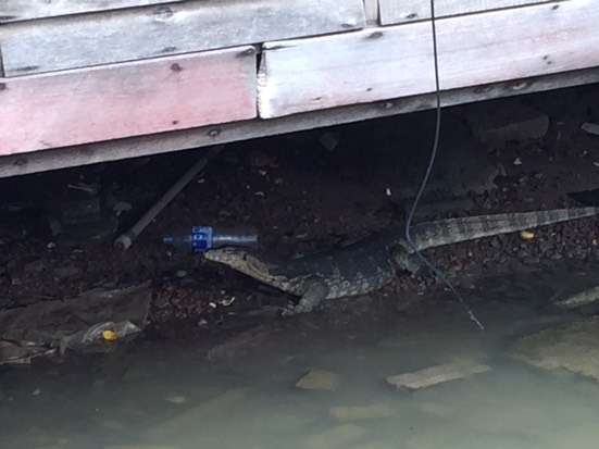 croco