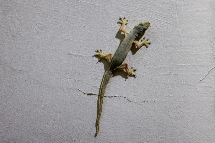 geeko