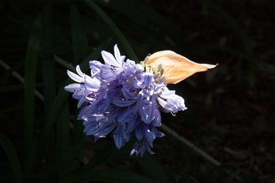 IMG 0132
