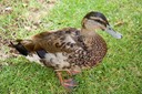 IMG 0207