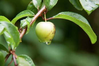 IMG 0524