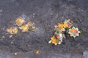 IMG 0612