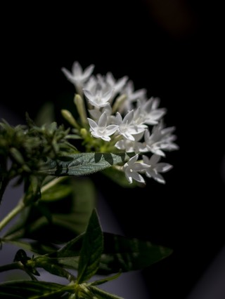 IMG 0668