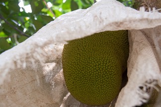 IMG 0685