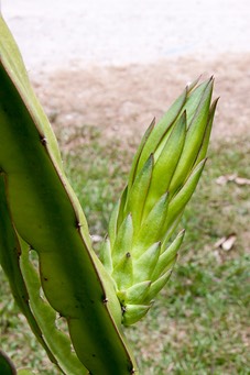 IMG 0688