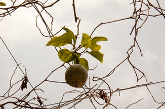 IMG 0693