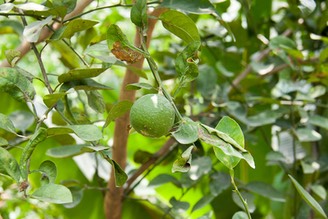 IMG 0721