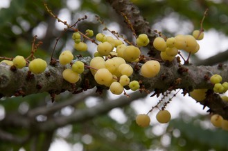 IMG 0775