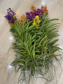 IMG 0861