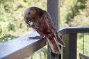 IMG 0985