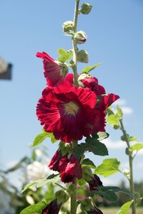 IMG 0997