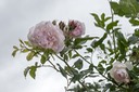 IMG 2609