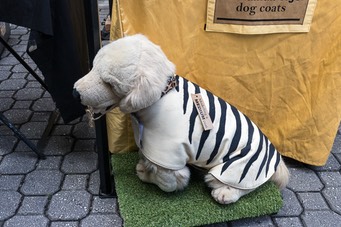 IMG 4996