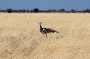 IMG 5542