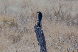 IMG 5557