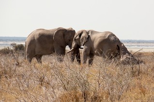 IMG 5570
