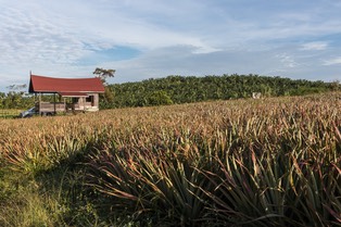 IMG 9618