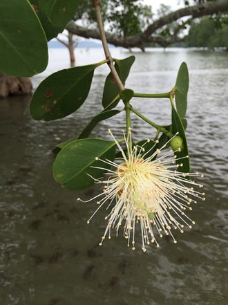 mangrove tree flower