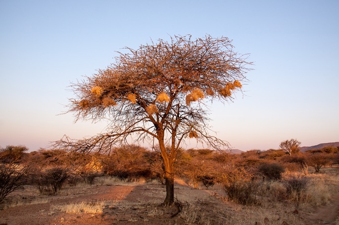 Okonjima Plains Camp
