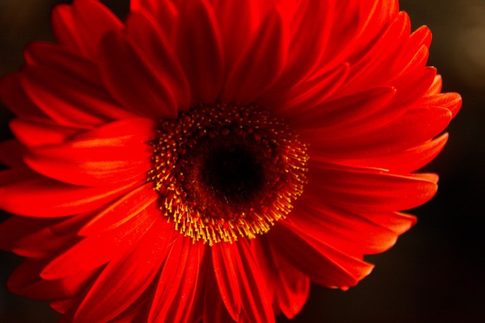 red flower