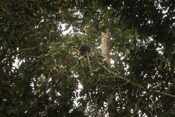 spectaculed langur