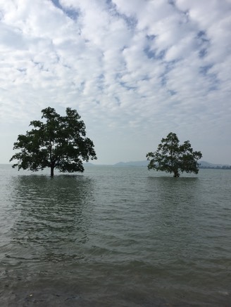 trees-4