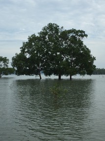 trees-5