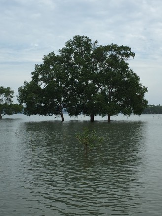 trees-5
