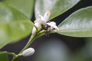 wasp