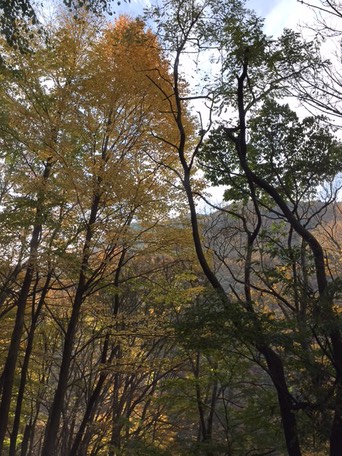 autumn trees