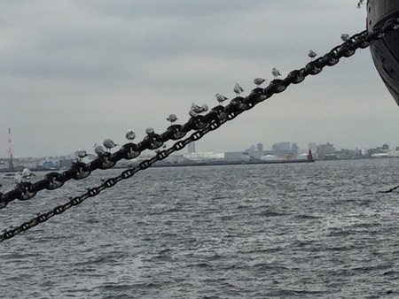 birds